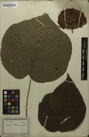 Filed as Dombeya wallichii (Lindl.) K.Schum. [family STERCULIACEAE]