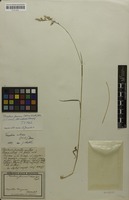 Lectotype of Avena fusca Kit. ex Schult.; nom. illeg. [family POACEAE]