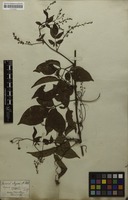 Syntype of Serjania corrugata Radlk. [family SAPINDACEAE]