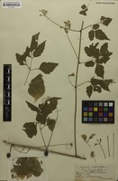 Syntype of Serjania confertiflora var. dasycephala Radlk. [family SAPINDACEAE]