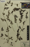 Type of Serjania adiantoides Radlk. [family SAPINDACEAE]
