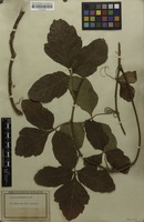 Holotype of Serjania grammatophora Radlk. [family SAPINDACEAE]