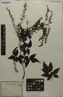 Syntype of Serjania fuscifolia Radlk. [family SAPINDACEAE]