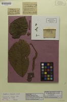Isotype of Paullinia fimbriata Radlk. [family SAPINDACEAE]