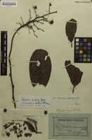 Type? of Tetracera trinitensis Sprague & R.O.Williams [family DILLENIACEAE]