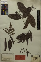 Isotype of Elvasia sprucei Tiegh. [family OCHNACEAE]