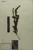 Original material of Plectanthera floribunda Mart. [family OCHNACEAE]