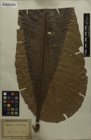 Isotype of Cespedesia excelsa Rusby [family OCHNACEAE]