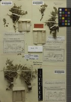 Paratype of Astragalus aberrans Förther & Podlech [family FABACEAE]