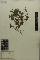 Filed as Spiraea hypericifolia subsp. hypericifolia L. [family ROSACEAE]