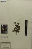 Filed as Spiraea chamaedryfolia L. [family ROSACEAE]
