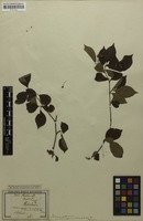 Filed as Photinia villosa (Thunb.) DC. [family ROSACEAE]