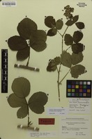 Isotype of Rubus fasciculatiformis H.E.Weber [family ROSACEAE]
