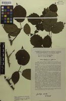 Syntype of Rubus villicaulis var. validus Holzfuss [family ROSACEAE]