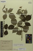 Syntype of Rubus caflischii Focke [family ROSACEAE]