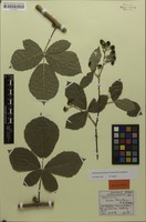 Holotype of Rubus baruthicus H.E.Weber [family ROSACEAE]