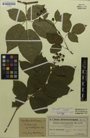 Lectotype of Rubus macrophyllus f. sollingiaca F.Kretzer [family ROSACEAE]