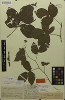 Lectotype of Rubus sylvulicola Progel ex Utsch [family ROSACEAE]