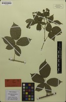 Holotype of Rubus puberulus Meierott [family ROSACEAE]