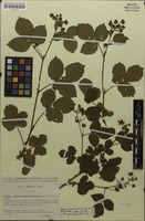 Original material of Rubus rosulentus P.J.Müll. [family ROSACEAE]