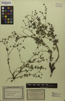 Filed as Potentilla collina Wibel [family ROSACEAE]