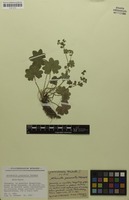Holotype of Alchemilla pascualis S.E.Fröhner [family ROSACEAE]