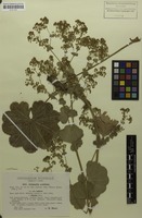 Isotype of Alchemilla acutiloba f. altissima Buser [family ROSACEAE]