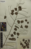 Syntype of Porocystis toulicioides Radlk. [family SAPINDACEAE]