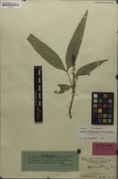 Isotype of Aphania loheri Radlk. [family SAPINDACEAE]