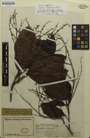 Isotype of Talisia squarrosa Radlk. [family SAPINDACEAE]