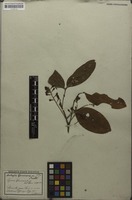 Isosyntype of Cupania spruceana Benth. [family SAPINDACEAE]