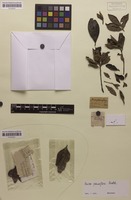 Type? of Guioa pauciflora Radlk. [family SAPINDACEAE]