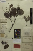 Syntype of Arytera arcuata Radlk. [family SAPINDACEAE]
