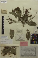 Holotype of Harpullia leptococca Radlk. [family SAPINDACEAE]