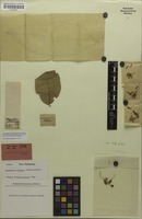Holotype of Harpullia glanduligera Radlk. [family SAPINDACEAE]
