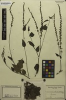 Isosyntype of Celosia schweinfurthiana Schinz [family AMARANTHACEAE]