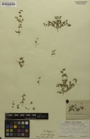 Isotype of Tidestromia tenella I.M.Johnst. [family AMARANTHACEAE]