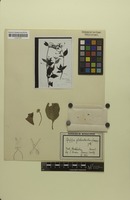 Isotype of Pfaffia glabratoides Suess. [family AMARANTHACEAE]