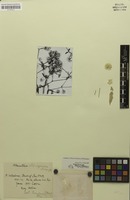Isosyntype of Alternanthera albosquarrosa Suess. [family AMARANTHACEAE]