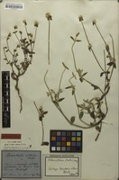 Holotype of Brandesia villosa Mart. [family AMARANTHACEAE]