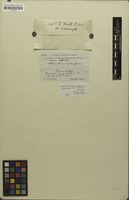 Isotype of Alternanthera nesiotes I.M.Johnst. [family AMARANTHACEAE]