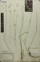 Syntype of Gomphrena angustiflora Mart. [family AMARANTHACEAE]