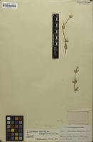 Holotype of Gomphrena cardenasii Standl. ex E.Holzh. [family AMARANTHACEAE]