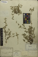 Holotype of Gomphrena demissa Mart. [family AMARANTHACEAE]