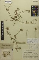 Syntype of Gomphrena oligocephala var. pallida Suess. [family AMARANTHACEAE]
