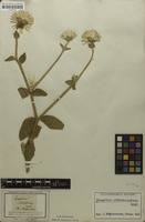 Type of Gomphrena schlechtendaliana Mart. [family AMARANTHACEAE]