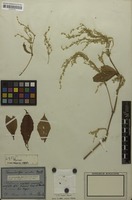 Original material of Trommsdorfia aurata Mart. [family AMARANTHACEAE]
