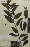 Syntype of Spixia distichophylla Mart. [family PERACEAE]