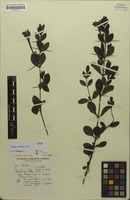 Isotype of Barleria molensis Wild [family ACANTHACEAE]