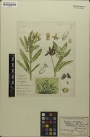 Filed as Eriosema burkei Benth. ex Harv. & Sond. [family FABACEAE]